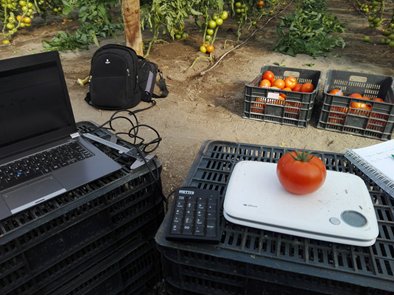 pfernandez1975's tweet photo. 📷📷  Prueba de Desarrollo Estrategia Nutrición y Bioestimulación @Sipcam_es en tomate en invernadero, variedad Magallanes, con magnificos resultados en produccion y calidad. 🔎🍅📊💪💪 #Blackjak #StiloOrganik #StiloMicroKuality #Skualo #Record #StiloHydro #LiquiKExpress https://t.co/3LccDMBafN