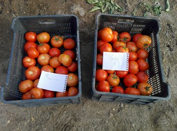 pfernandez1975's tweet photo. 📷📷  Prueba de Desarrollo Estrategia Nutrición y Bioestimulación @Sipcam_es en tomate en invernadero, variedad Magallanes, con magnificos resultados en produccion y calidad. 🔎🍅📊💪💪 #Blackjak #StiloOrganik #StiloMicroKuality #Skualo #Record #StiloHydro #LiquiKExpress https://t.co/3LccDMBafN