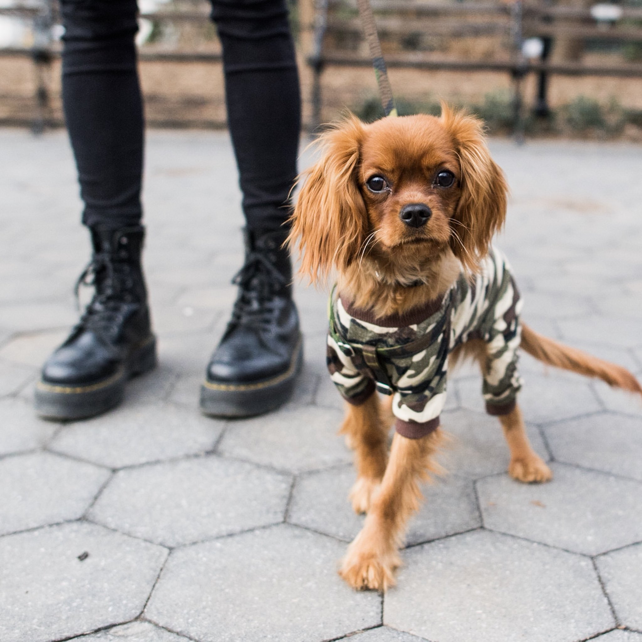Cavalier king charles spaniel cheap shoes