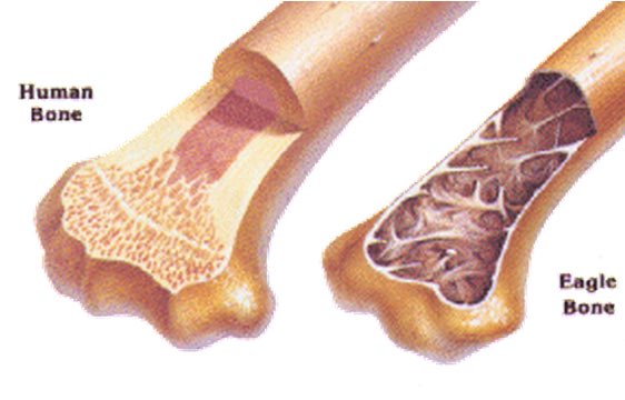 Pancytopenia, Bone Marrow, and Blood Cell Counts - Facty Health