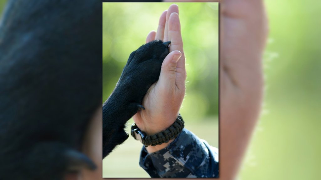 FCN2go's tweet photo. NEW STUDY: Service dogs help suicidal vets suffering from PTSD https://t.co/uB7zhOCLBG https://t.co/Hq7roRrMnT
