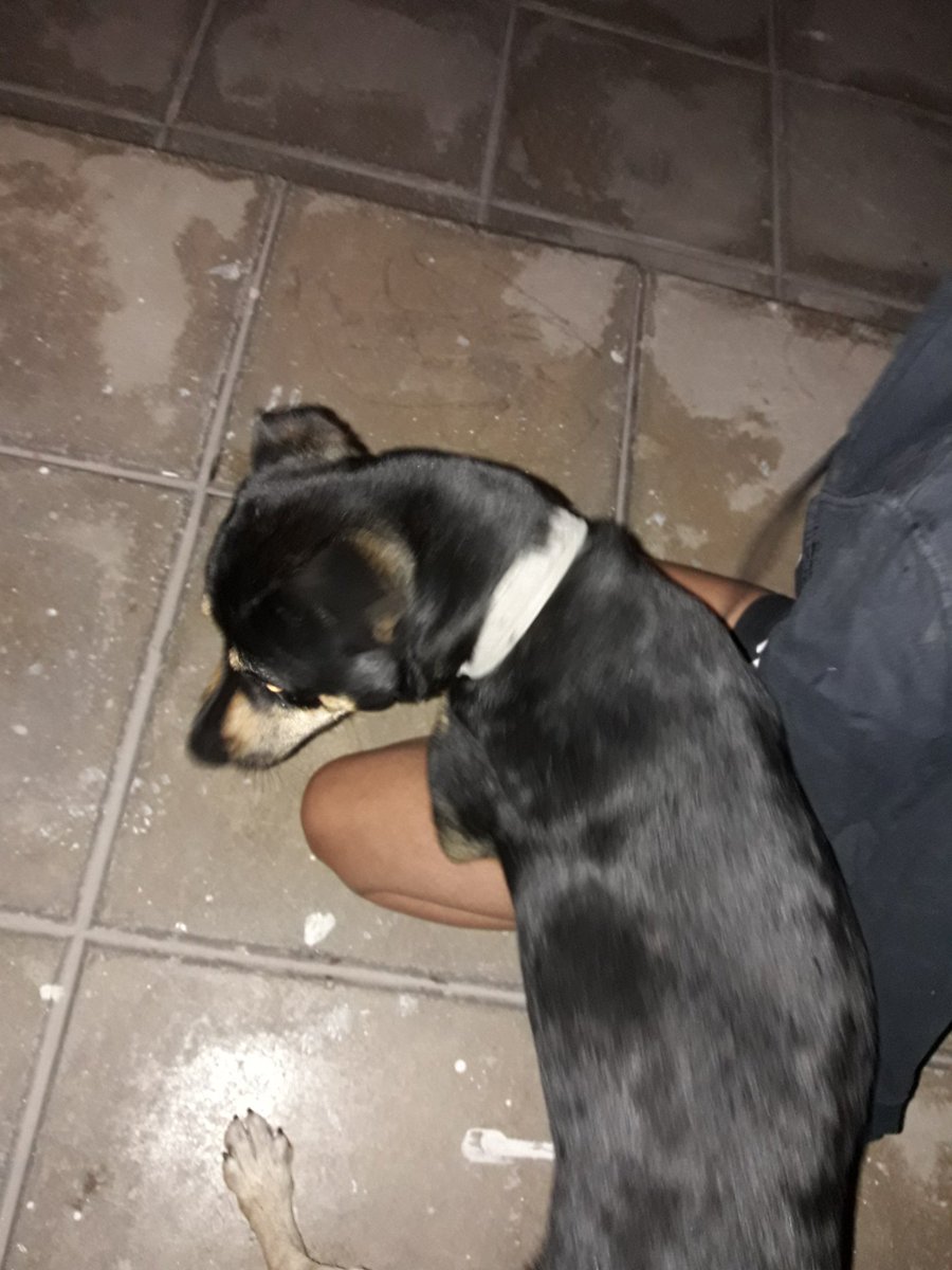 PilarGarciax's tweet photo. encontramos a este perro en el barrio san jose, si alguien lo conoce hableme. En la foto no se nota mucho, pero tiene correa gris y está desgastada. Difundan🙏 https://t.co/I4dKEIxjpA