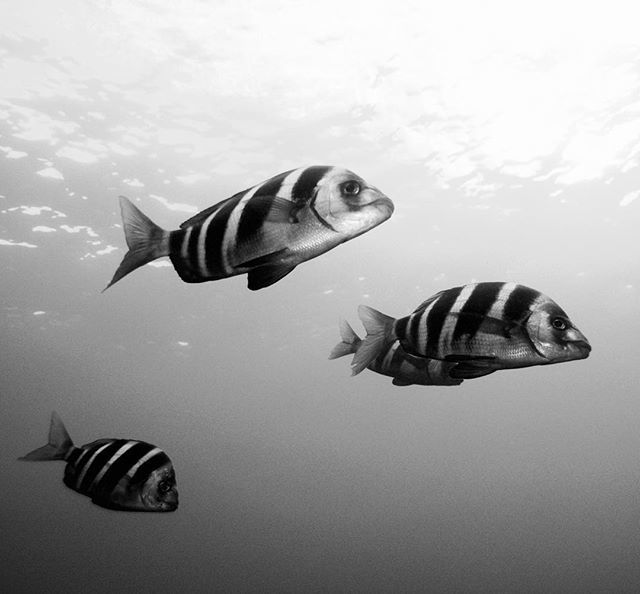Just like dreams, but fish.
.
.
.
#larestinga #mpa #fish #scuba #wheniwasaphotographer ift.tt/2BOrJze