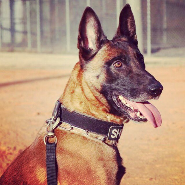 Interact will meet Feb. 14th from 3:30-4:30. We will have a special visit from X-Ray, the newest K9 at Sheriff’s Office as we learn about public service. We hope to see you there.