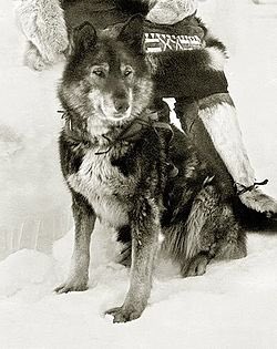 BAHistoryPod's tweet image. Balto, the dog known for the serum run to Nome in 1925, only did the last stretch. Most of the run was completed by a dog named Togo. He never got the public glory like Balto even though he went through the most dangerous parts. #DidYouKnow #Badass #UnsungHero #History #Sleddogs