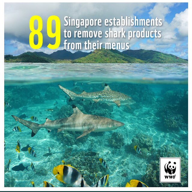 ConvenerNatureP's tweet photo. GREAT NEWS FOR #SHARKS! @wwfsg campaign obtains largest collective pledge from 89 restaurant &amp; hotels in #Singapore  to take shark fins out of their menu! Curbing the demand &amp; change consumer behavior is key to provide a future to sharks https://t.co/EBVeMmlc66 https://t.co/WNca5uySky