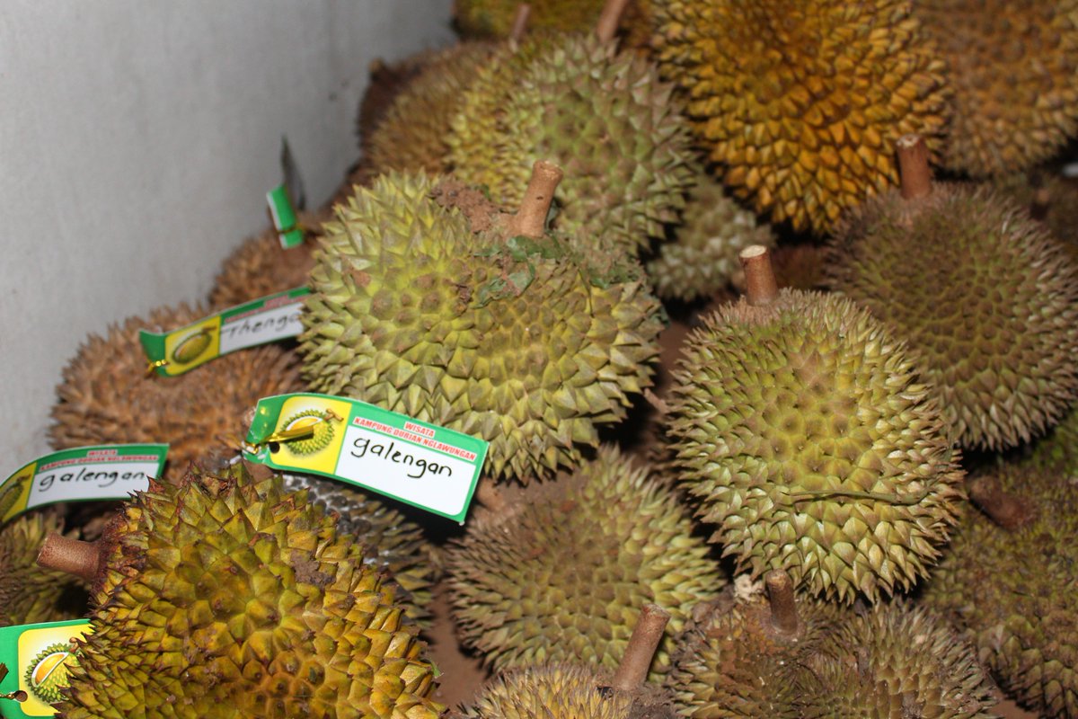 Serunya Berburu Durian Saru di Kampung Durian Nglawungan Blora - infoblora.com/2018/02/seruny… #DolanBlora 

<a href="/VisitJawaTengah/">Visit Jawa Tengah</a> <a href="/disporaparjtg/">Disporapar Jateng #JelajahJatengSekarang</a> @KoncoTani_Blora <a href="/nunikreni/">Reni Miharti</a> <a href="/Djoko_Arief/">Bupati&Wabup Blora</a> <a href="/AriefRohman838/">Arief Wabup Blora</a> <a href="/Jateng_Twit/">Info Jateng</a> <a href="/ganjarpranowo/">Ganjar Pranowo</a> <a href="/humasjateng/">Humas Jateng</a> @PolresBlora @GpAnsorBlora <a href="/catoer_ndp/">Catoer Gascoigne 103</a>