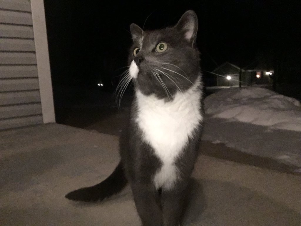 jillibc's tweet photo. so this adorable little cat keeps coming up to my porch i want to adopt it https://t.co/JcjyRakIzv