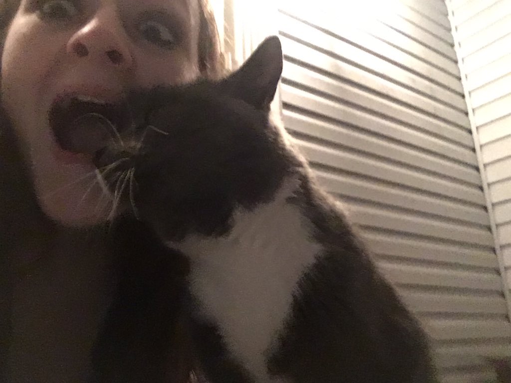 jillibc's tweet photo. so this adorable little cat keeps coming up to my porch i want to adopt it https://t.co/JcjyRakIzv