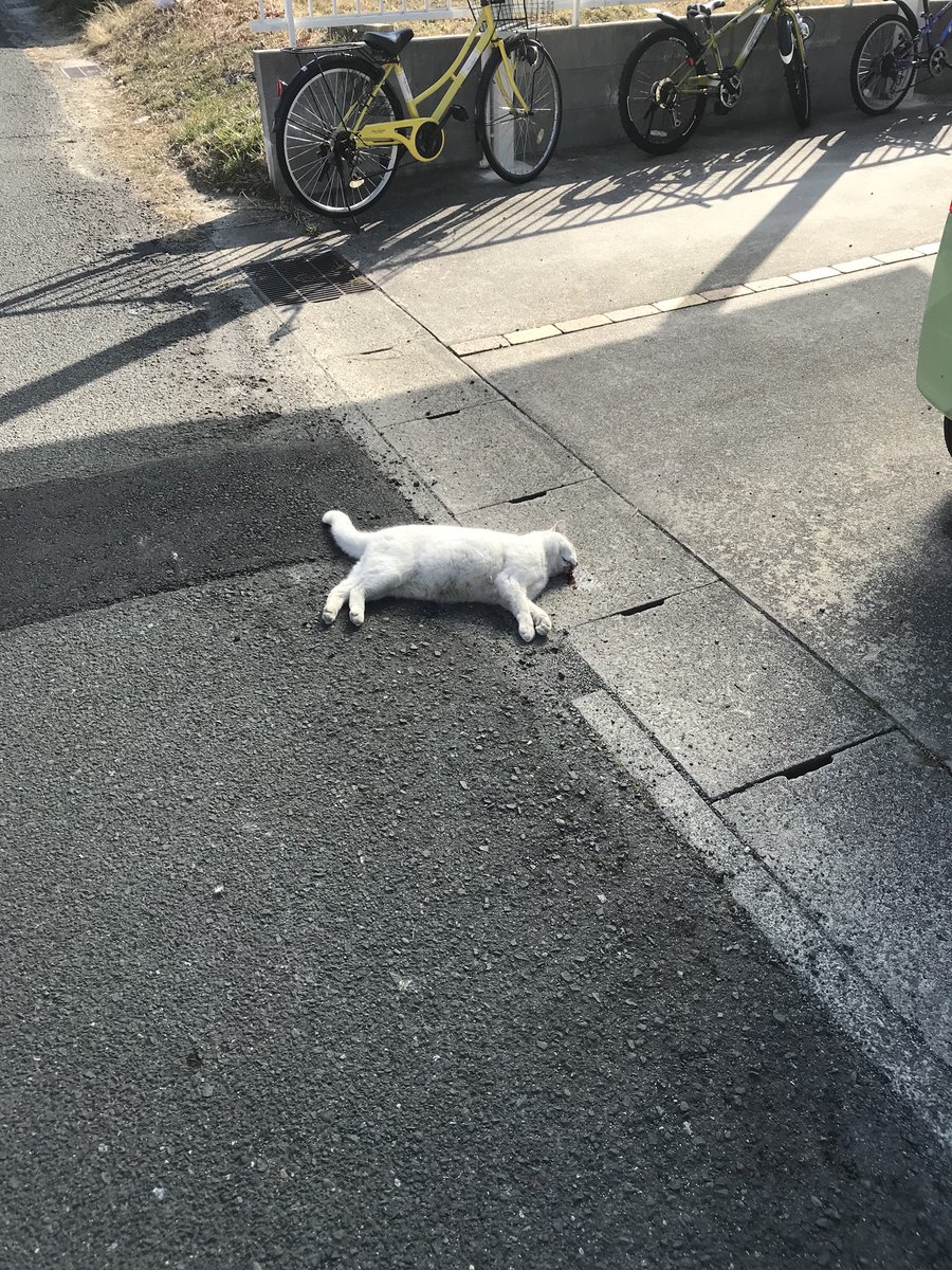 Nachiman16's tweet photo. 現場来たけどまぢやべー
この家終わっとる
猫口から血を吐いて死んでた https://t.co/ndqpalmDzw