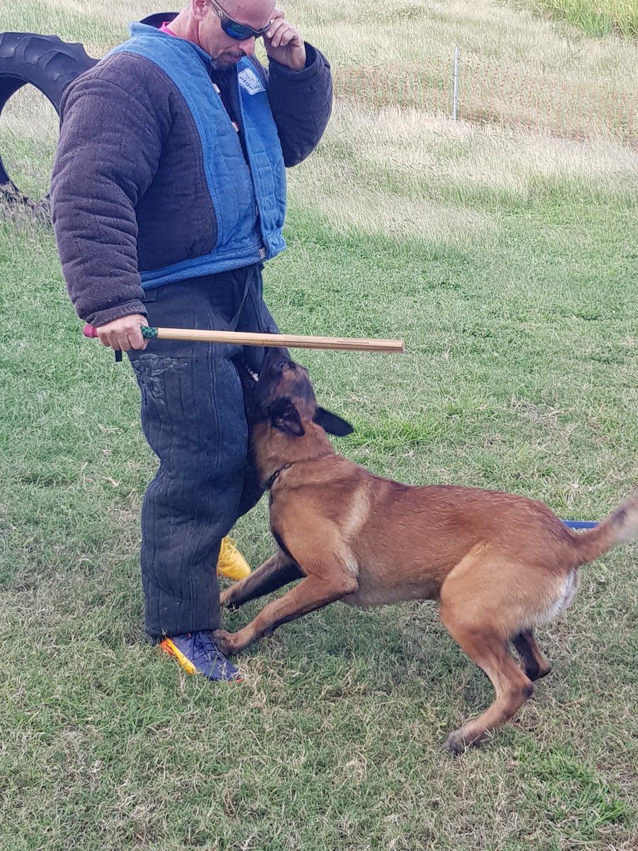 InsomniaKennel's tweet photo. Fango Of The Caribbean Mist - R1
#frenchring #malinois #belgianmalinois #pastorbelga #maligator #escuelacaninadearecibo #puertorico #ringfrances #dogsport https://t.co/7idTMX68Nr