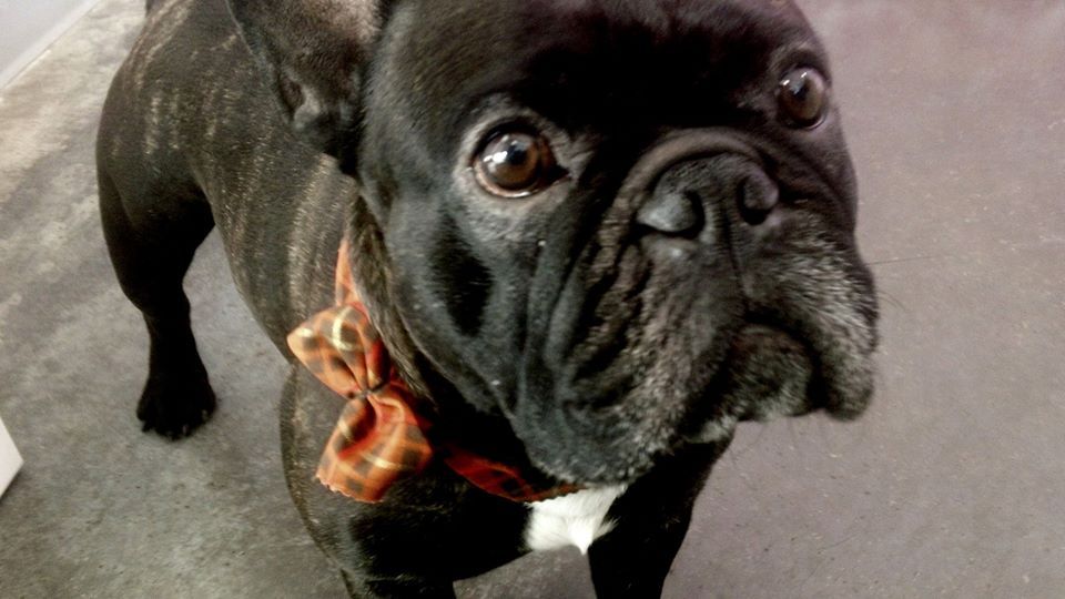 Gentlemen, get your fashion tips from this guy. Four years later and Chango is still rocking that bow tie. #throwbackthursday #olludogs