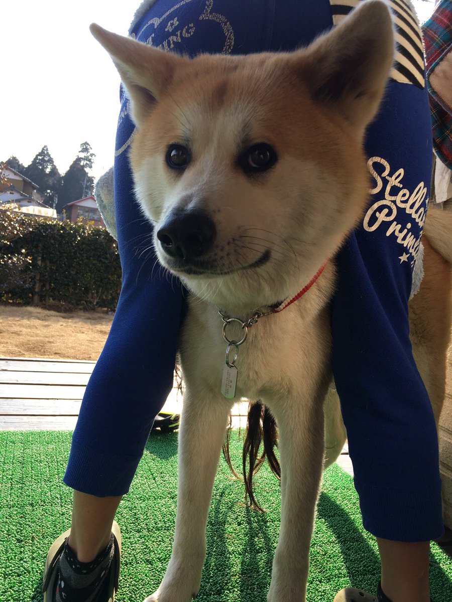 秋田犬あさり Sur Twitter よいしょっ よいしょっ ぷはぁ ただいまぁ お散歩終わると 独特なスタイルで草 の実を取ってくれる妹ちゃんのお股から 顔出すのが日課になってる秋田犬 ゚ ゚ ゚ ゚ 秋田犬あさり Sur Twitter よいしょっ よいしょっ ぷはぁ ただいまぁ お散歩終わると 独特なスタイルで草 の実を取ってくれる妹ちゃんのお股から 顔出すのが日課になってる秋田犬 ゚ ゚ ゚ ゚