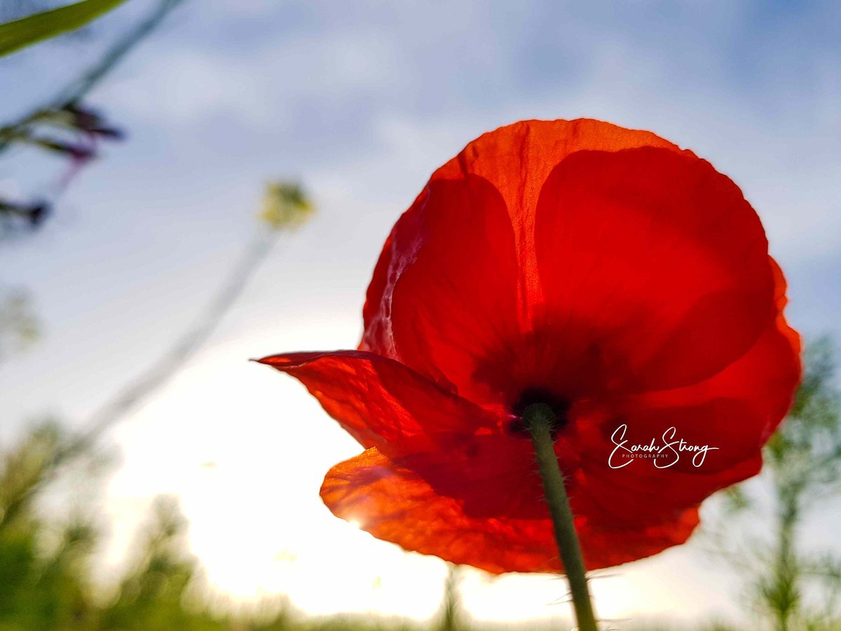 a8aec2f27e7d41d's tweet photo. #Makounta #Paphos District #Cyprus #Poppy #poppy #spring https://t.co/38aFrz9OZK
