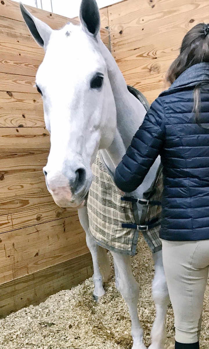 Night check complete and these two are ready!!! 🐴✨ <a href="/wecequestrian/">WEC</a> #equestrian