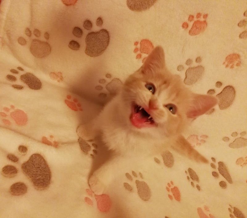 Allisandro001's tweet photo. lol~

#cat #cats #lovecats#lovecat #instacat #newprofil #littlelion #kitty#kittycat #instagramcats #instacats #like#like4like #likeforlike #follow #follow4follow#followforfollow #winter #sunnywinter#sunnywinterday #cateye #Allisandro #Blanket #blankets #petblanket https://t.co/d9GUIaHqDy