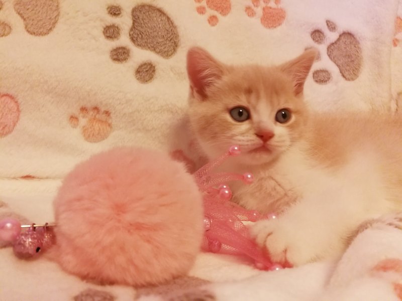 Allisandro001's tweet photo. lol~

#cat #cats #lovecats#lovecat #instacat #newprofil #littlelion #kitty#kittycat #instagramcats #instacats #like#like4like #likeforlike #follow #follow4follow#followforfollow #winter #sunnywinter#sunnywinterday #cateye #Allisandro #Blanket #blankets #petblanket https://t.co/d9GUIaHqDy