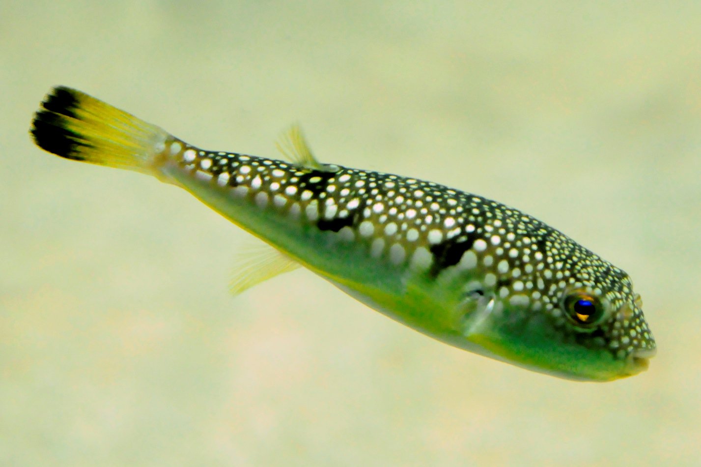 サンシャイン水族館 今日2月9日は ふ 2 く 9 の語呂合せで ふくの日 ということで サンシャイン水族館 のフグ ふく をご紹介 屋内エリア1fにある環境と生命水槽に展示している コモンフグ とてもかわいい顔をしていますが 肝臓や卵巣に