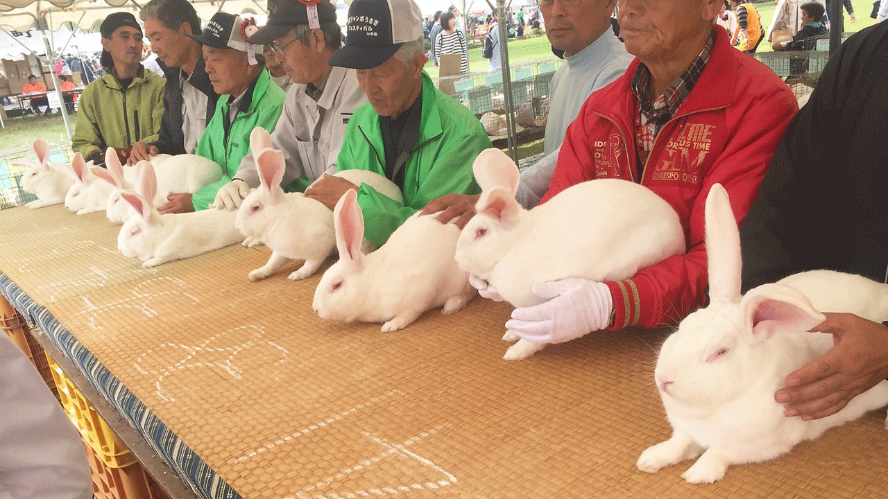 超神ネイガー Oo 実は ピョンチャンオリンピック と聞くたびに おらが思い浮かべるイメージがこちらです へばな 全国 ジャンボうさぎフェスティバル T Co Rxfv3xl2ng Twitter