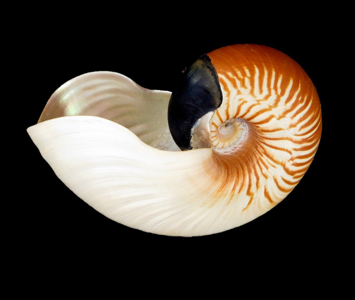 biopop's tweet photo. Snapshot of Allonautilus perforatus - the only living species of Nautilus that has never been seen alive 🐚 
--
📸 : Teresa Martin https://t.co/RhZ1DVNlZx