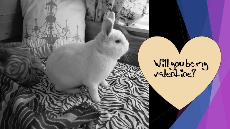 Will you be Marshmallow's valentine?