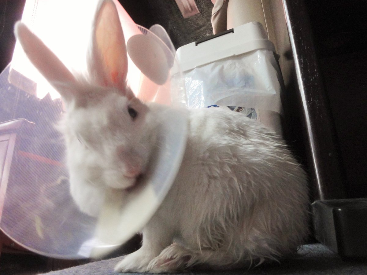 تويتر 御成座 على تويتر 今朝のうさぎの様子です エリザベスカラーによって食事も不自由になってしまったため こうしてチモシーや水を手で与えてあげると驚くほど勢いよく飛びついてきます よっぽどお腹が空いていたのでしょう T Co Lerdqbcpdm