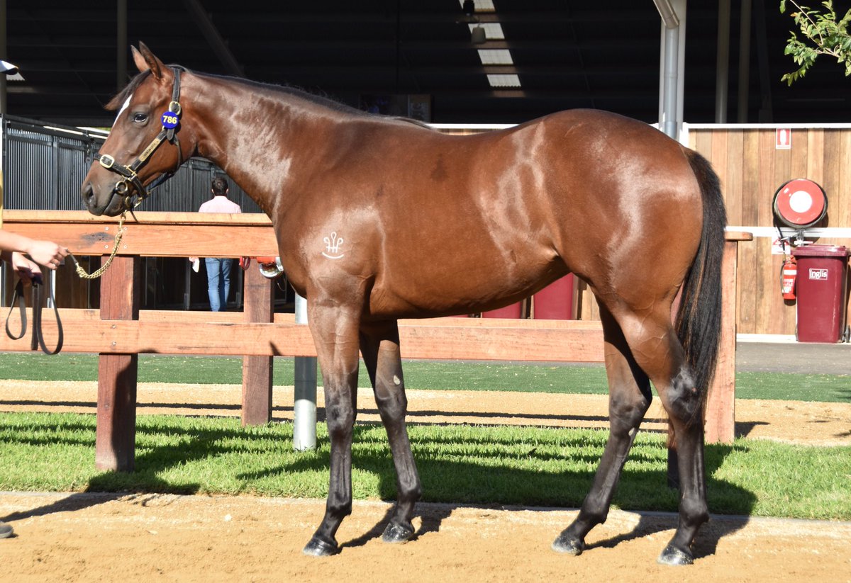 RedbankNorth's tweet photo. Tomorrow is @inglis_sales Classic race day. Buyers make sure you come see this filly if you are looking for a runner in 2019 edition. Lot 786 Dawn Approach (IRE) / Naeb bred by Huntworth Stud. #2yospeed #asolidfoundationforsuccess https://t.co/JbG0G6h3CN