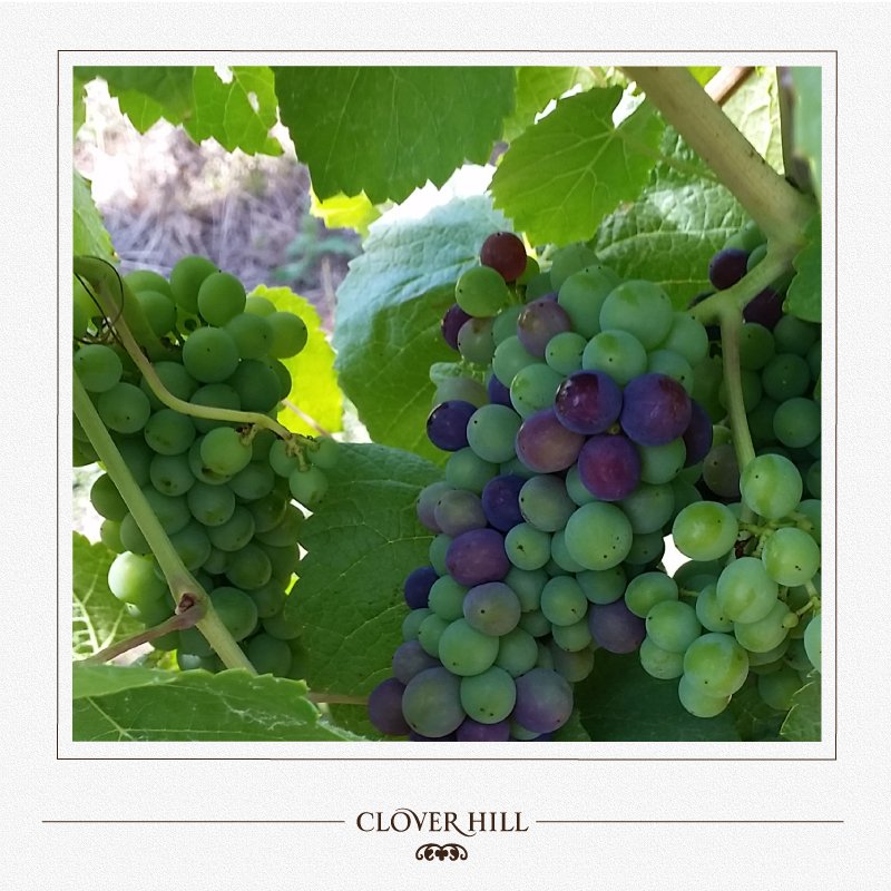 A vital moment in the Clover Hill vineyard is ‘veraison', when the grapes begin to colour and naturally sweeten.