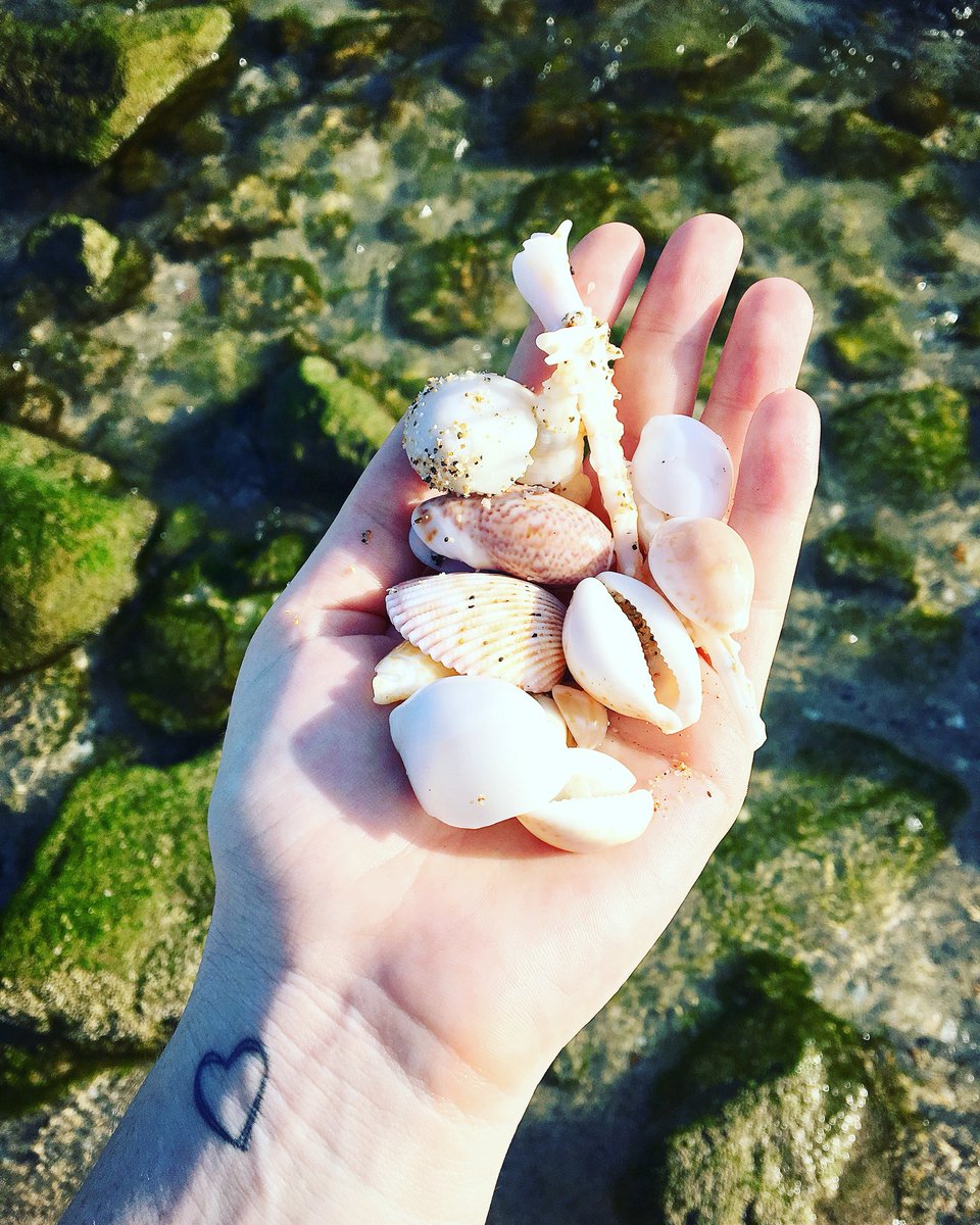 hippi_baby's tweet photo. Some seriously pretty shells on this mornings beach walk... #shellseeker #beachlife #travel #traveller #oman #muscat https://t.co/69njIOudGT