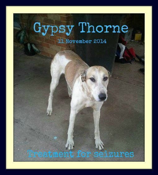 WAVetBillAssist's tweet photo. Pls #donate to #PVBA to help beloved pets receive medical assistance! Pets are part of the family & essential companions & aides #pets #charity #donations #animals #love #dogs #cats #horses #rabbits #ferrets #rats #socialgood #socialmedia #NFP #anipals #furbabies #tweetperth https://t.co/4CozQ8ZH7O