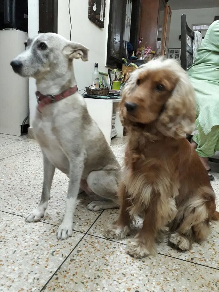 Ghair_Kanooni's tweet photo. Both these dogs looking for a home. Their parent has last stage cancer so  unable to take care of them. In Delhi. Preferred if both go to single home. Pl spread the word.  
Contact +91 98100 26032 Ananya https://t.co/TpSyURqGID
