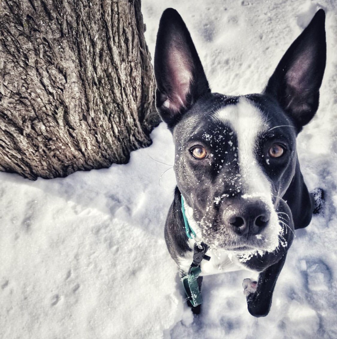dogsofmsp's tweet image. Regular dogs: Woof
Minnesota dogs: Woofda 🐶
#woofda #dogsofmsp 📷:@paigethe___