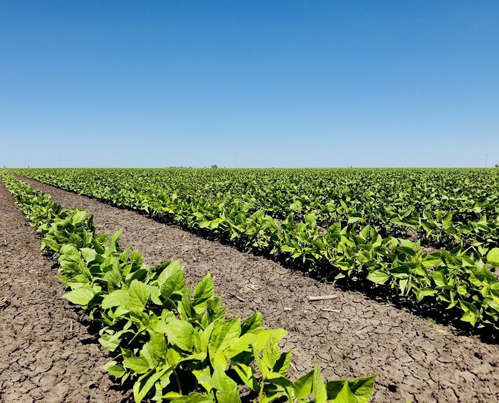 agrifoodsaust's tweet photo. Regur Mungbeans looking fantastic after 50mm of much needed rain #Mung18 https://t.co/TiJMBuCBFM