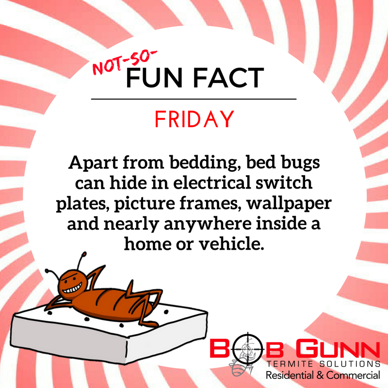 BobGunn_'s tweet image. Never underestimate bed bugs; they take hide-and-seek seriously. 🙈
Happy weekend, everybody! 🍷
#NotSoFunFactFriday #BedBugFacts #DYK #PestControlBrisbane #PestControlGoldCoast