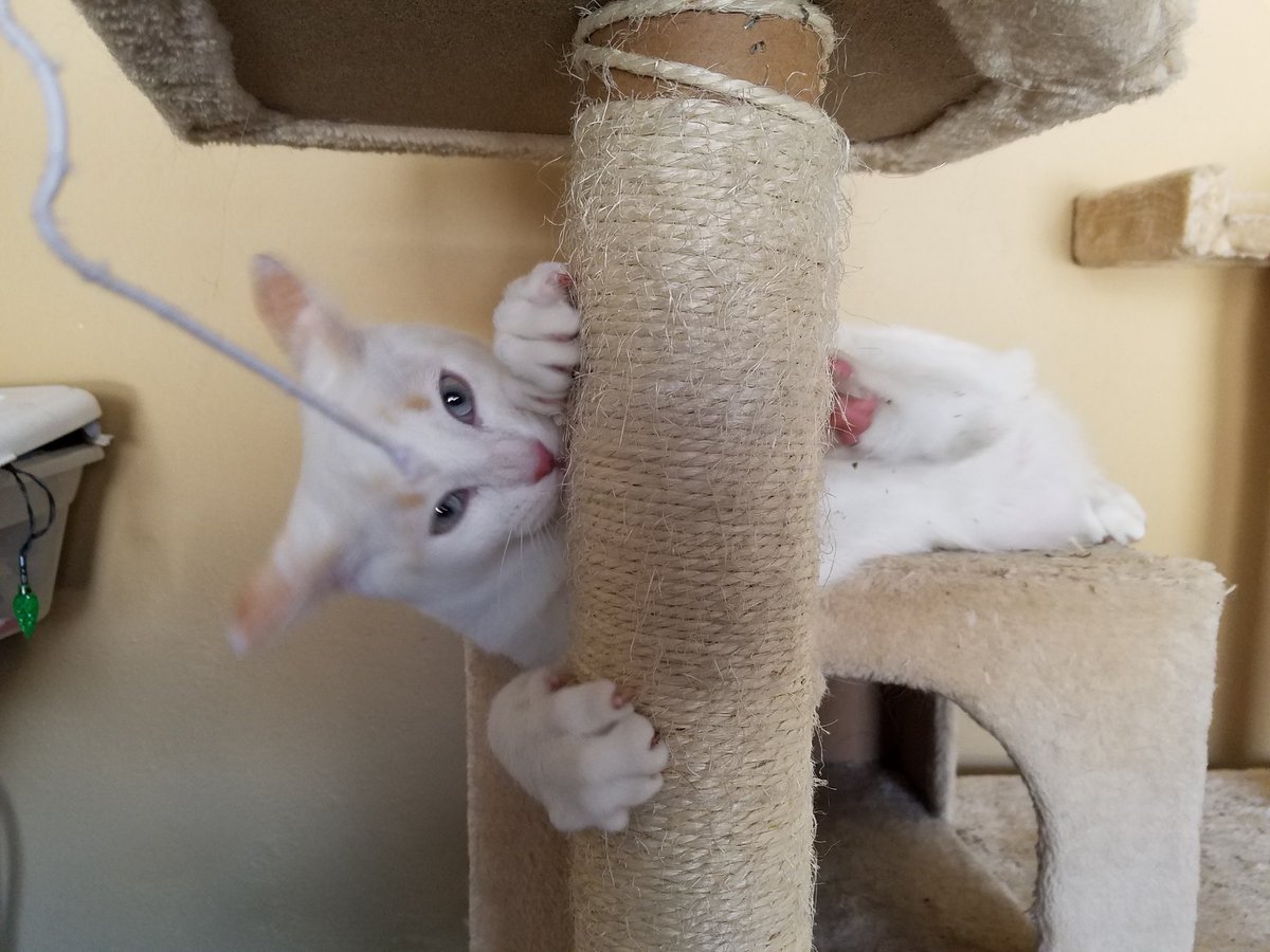 AmaraThePuss's tweet photo. My new brother is fun!  AND CRAZY #CatsOfTwitter https://t.co/l9hS3EwdQw