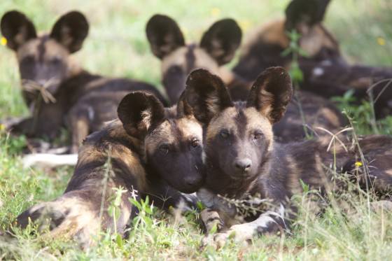 Family is incredibly important to African wild dogs, who share the responsibility of child care within a pack! Just 6,600 remain in the wild, however, making monitoring the welfare of packs a vital part of our Air Wing as they patrol Tsavo’s wildlife #FridayFact