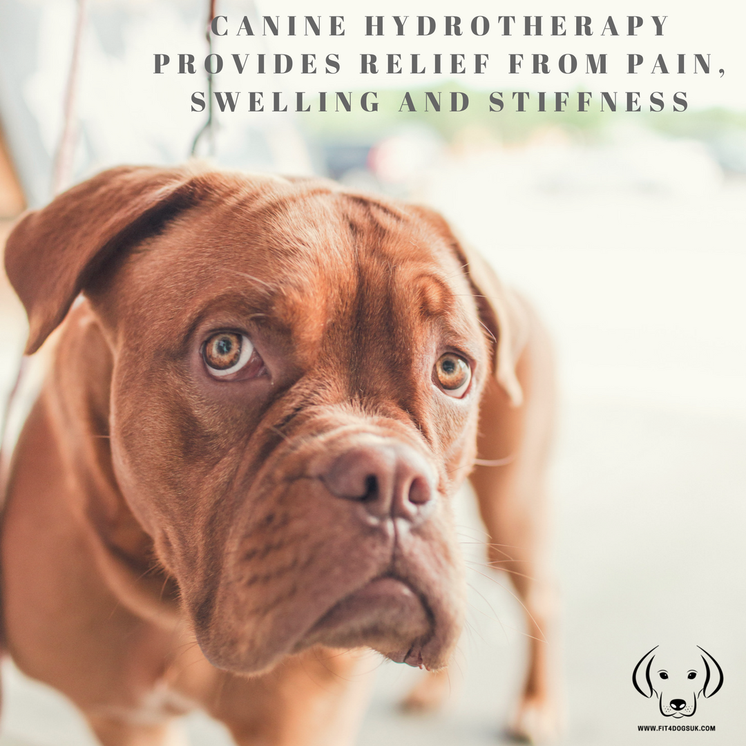fit4dogsuk1's tweet photo. Canine Hydrotherpy provides relief from pain, swellling and stiffness.
#fit4dogs #dog #caninehydrotherapy #doghydrotherapy #hydro #hydrotherapy #swimming #swim #fitnesss #excercise #health #dogs #pethealth #hips #joints #painrelief #treatment https://t.co/880AJIr6Ja