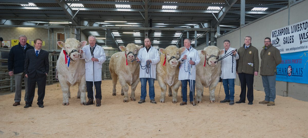 WlsMarket's tweet photo. Esgob Morgan leads trade selling for 5800gns!! 
Overall Charolais Bulls average £3622.50 at February @BritCharolais Official Show and Sale - WLS, 08.02.18 https://t.co/IAazwgMHOq