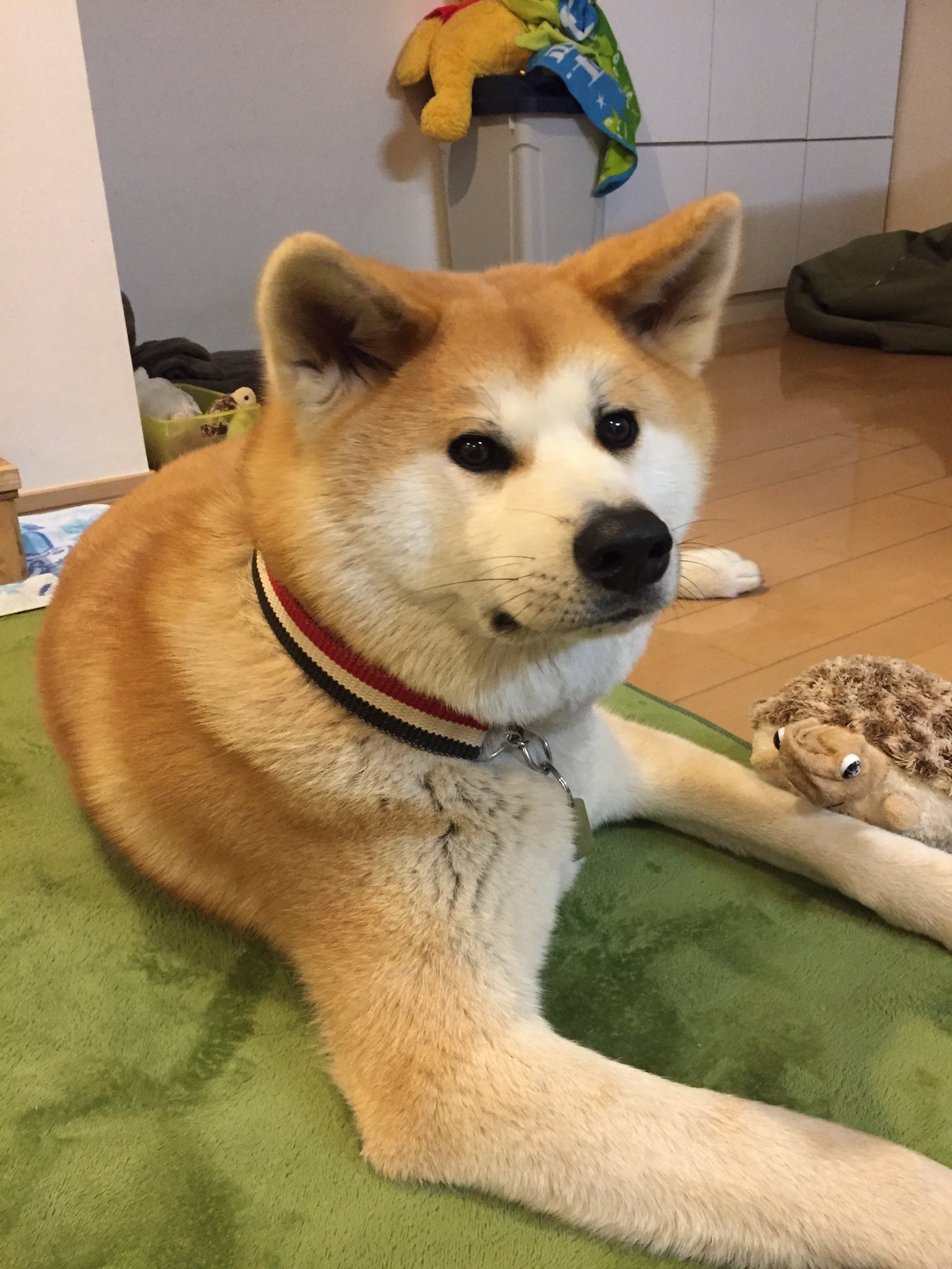 秋田犬あさり くしゃみ連発なのでマスクしたら 秋田犬に小さく吠えられたっ 花粉症対策 顔認証不可能