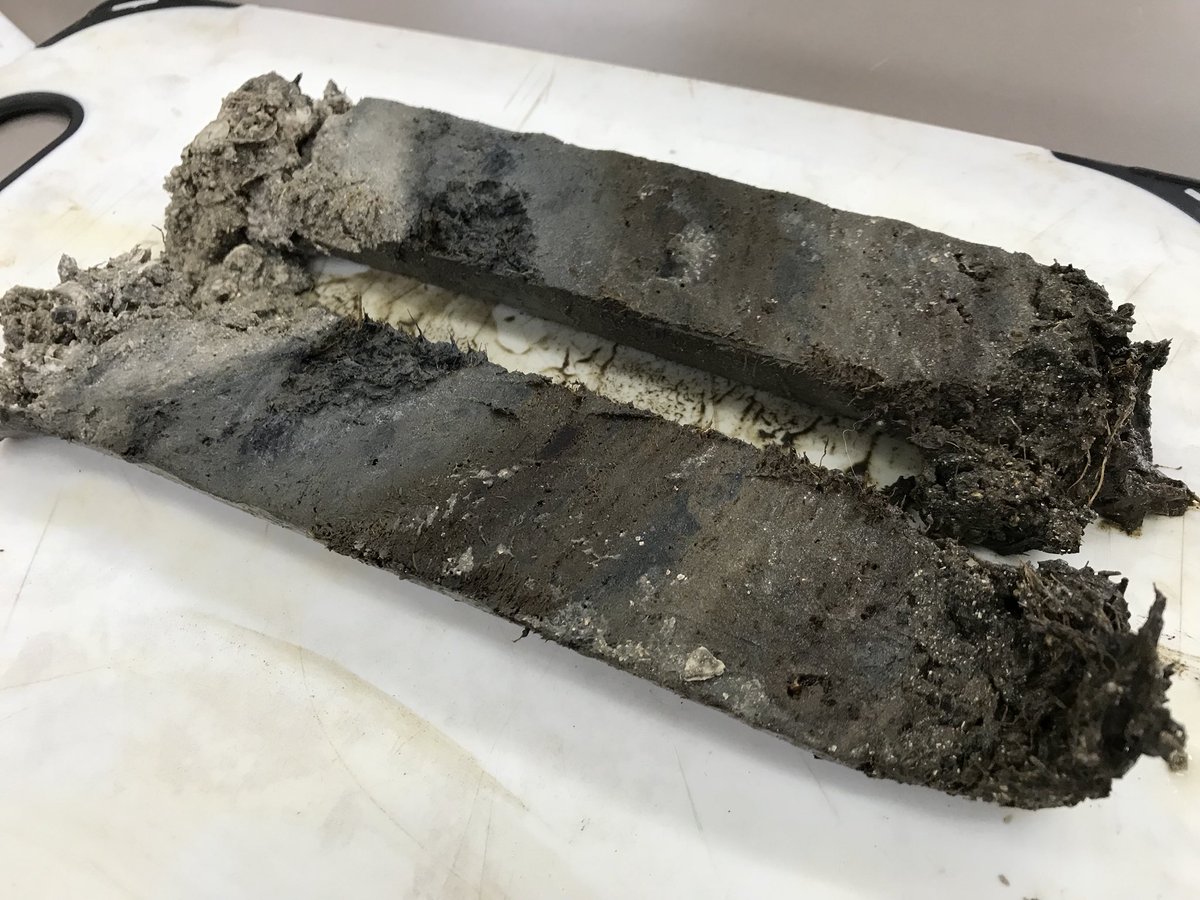 PeterMacreadie's tweet photo. Excitement in the @BlueCarbonLab as @PaulECarnell and Anne Gulliver extrude #blucarbon cores from a salt marsh rehabilitation site. Looks like the #wetland rehab is working! 😃 https://t.co/A56buqjZfY