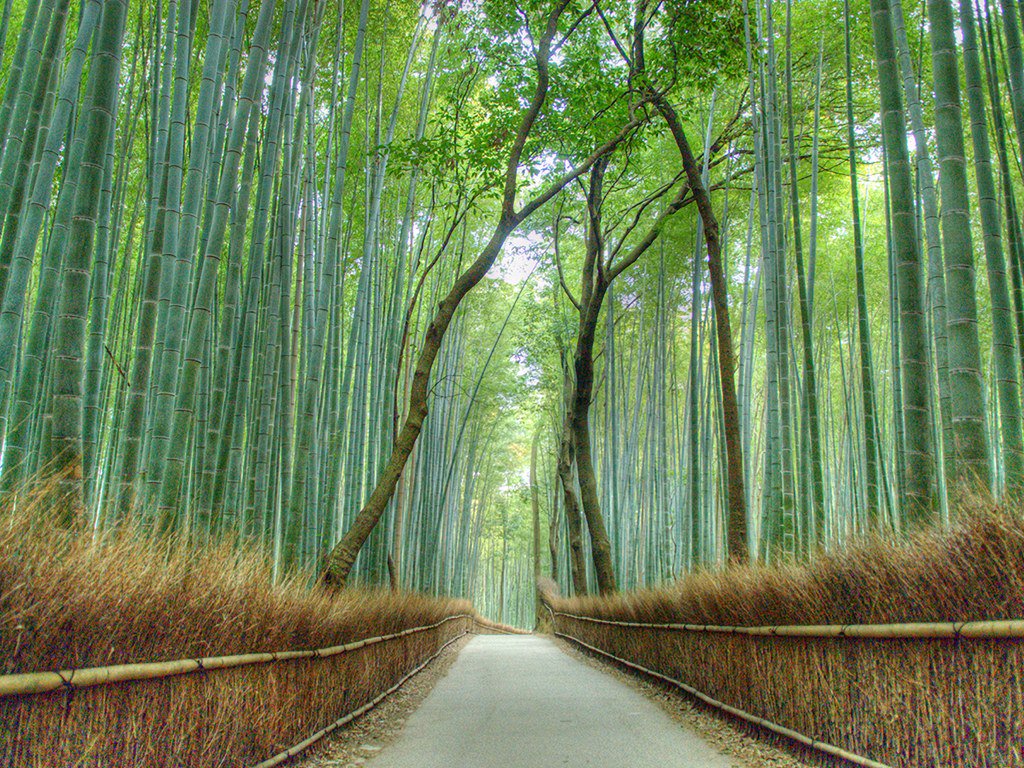 Arashiyama, Kyoto, Japan.