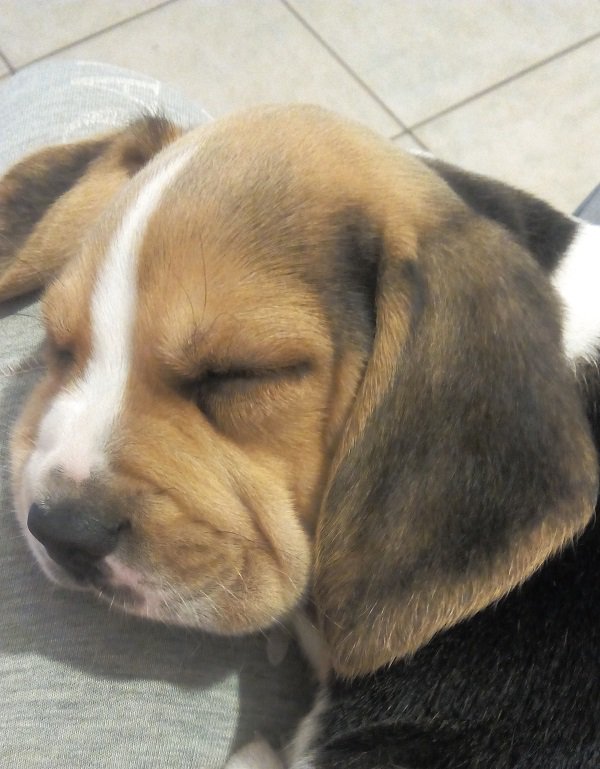 Che sono una #beaglelover l'ho già detto? 😍