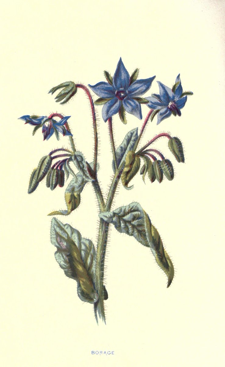 chefBNE's tweet photo. Limitados a los alimentos disponibles que permitiera el calendario, los cocineros antiguos tuvieron que estrujar el magín para elaborar recetas sabrosas con lo que tuvieran a mano. De ahí que la borraja se utilice en preparaciones tanto dulces como saladas. https://t.co/uPKP0ymHwJ