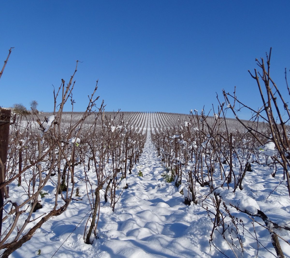 It is #BlancdeBlancs today in #Champagne #Reims #snowday #JeanBEmbassy #CuvéeJeanB #ChampagneJeanB