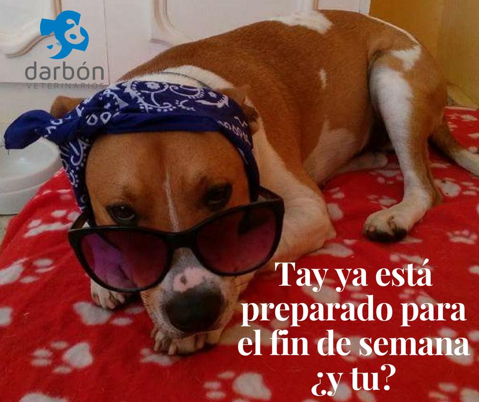 DarbonVet's tweet photo. Buen finde a todos #Tay #veterinarios # Moguer #Huelva https://t.co/rvvmzYlexs