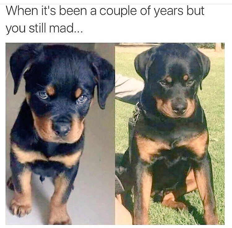HerculesPeke's tweet photo. #adorable #toughguy #youmadbro https://t.co/mpuA8p9SfS