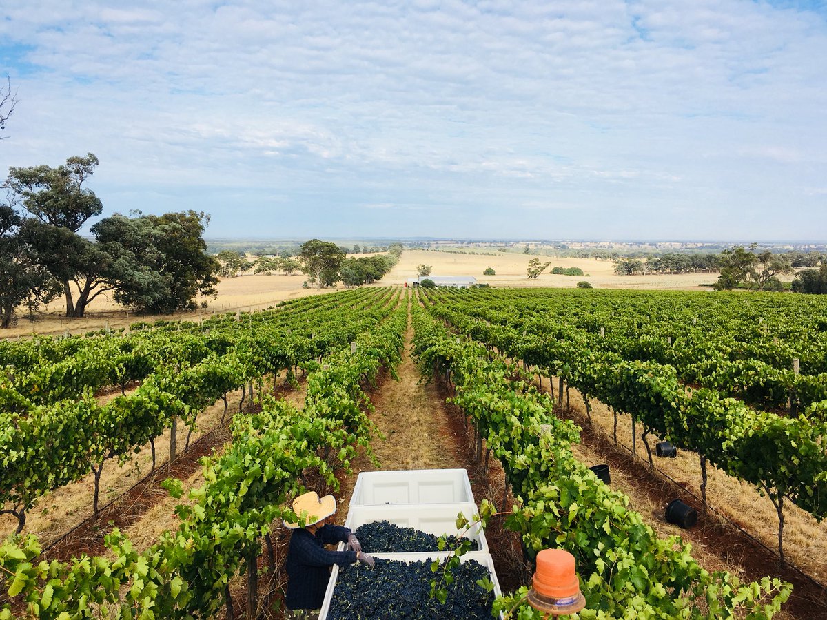 Vinatge 2018 off and running with Shiraz coming in for Rosé. Grenache, Mourvèdre and Nero D’Avola to follow shortly, probably next week, to round out the blend.