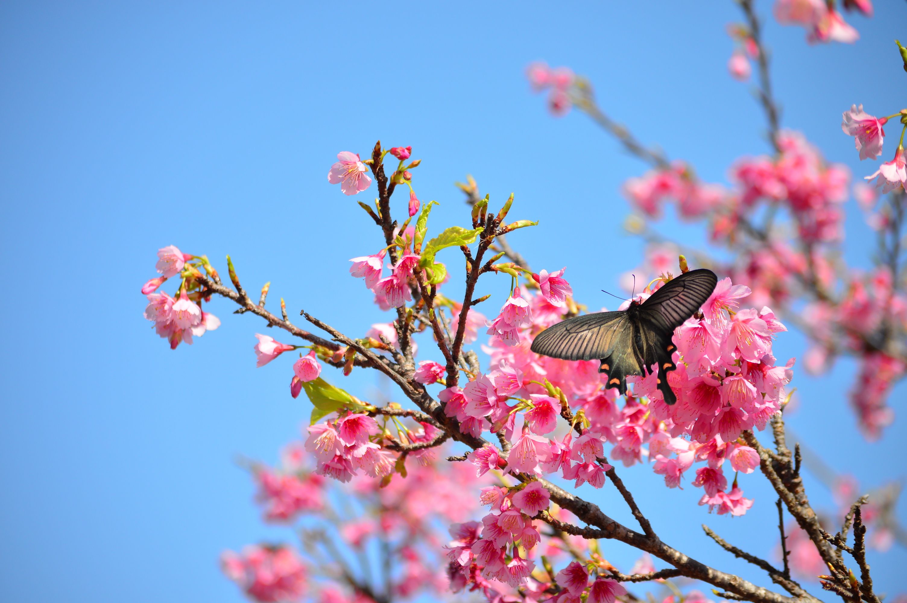 Honda Cars 沖縄 Have A Good Time 桜と蝶 桜の花にとまる可憐な黒のアゲハ蝶 ピンク と黒のコントラスがとても綺麗です Honda Hondacars沖縄 沖縄ホンダ アゲハ蝶 桜 緋寒桜 ヒカンザクラ 八重瀬公園 T Co T1jsvqimtd Twitter