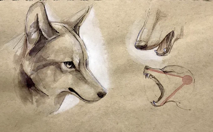 Wolves ??? 