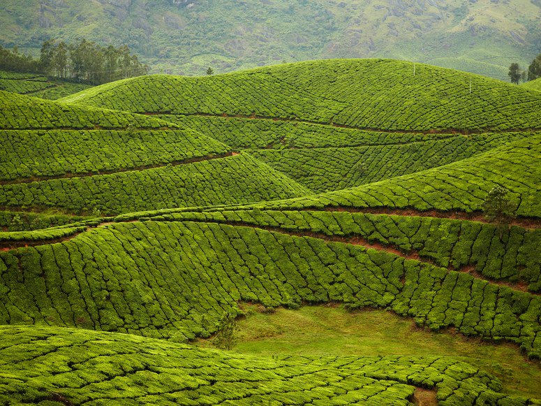 Kolukkumalai Tea Estate, Munnar, India.